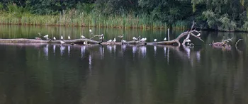 Birds on fallen tree in lake.jpg